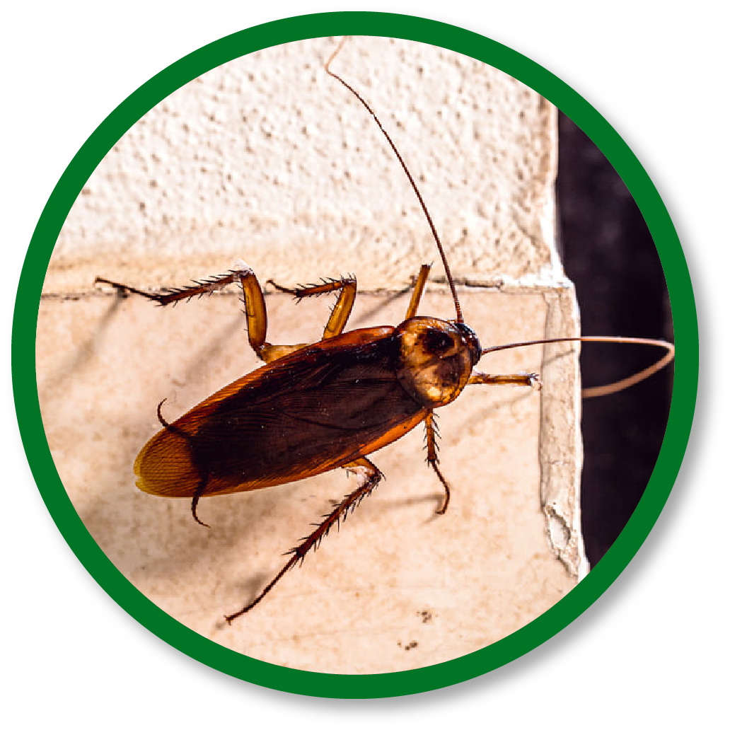 vitsa control de plagas urbanas